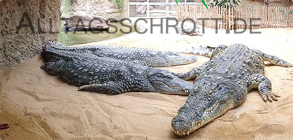 Kölner Zoo - Krokodile