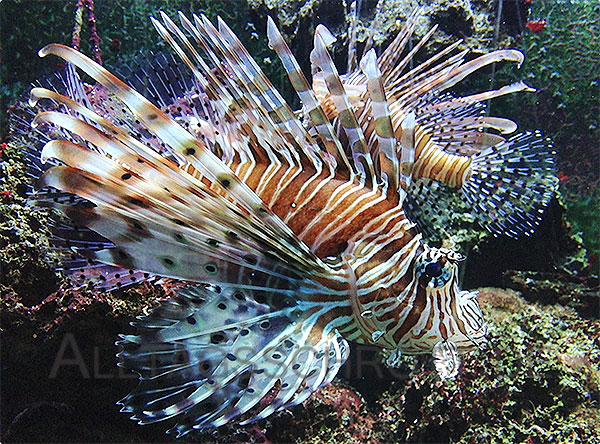 Fische im Aquarium