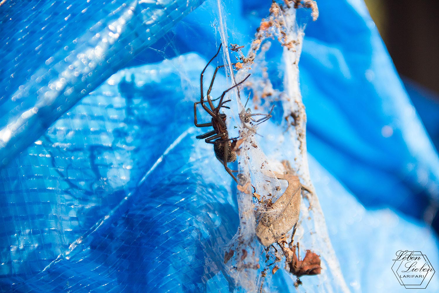 Spinne mit Spinnennetz