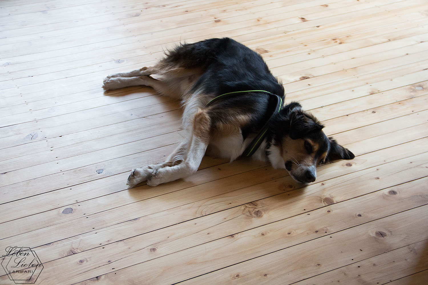 Symbolbild – der Hund entspannt Symbolbild - der Hund entspannt