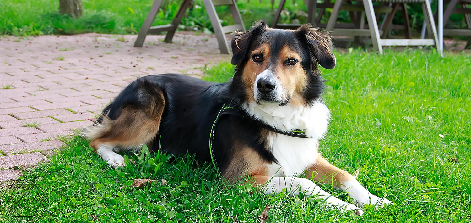 Cäsar – unser Familienhund