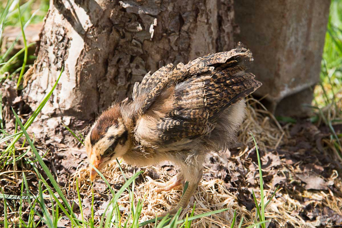 Jimmy das Huhn Jimmy das Huhn