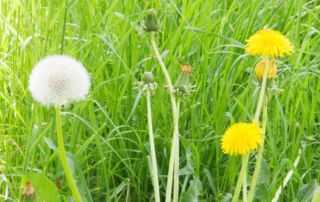 12von12 im Mai - Arbeit, Garten & ... Frühling!