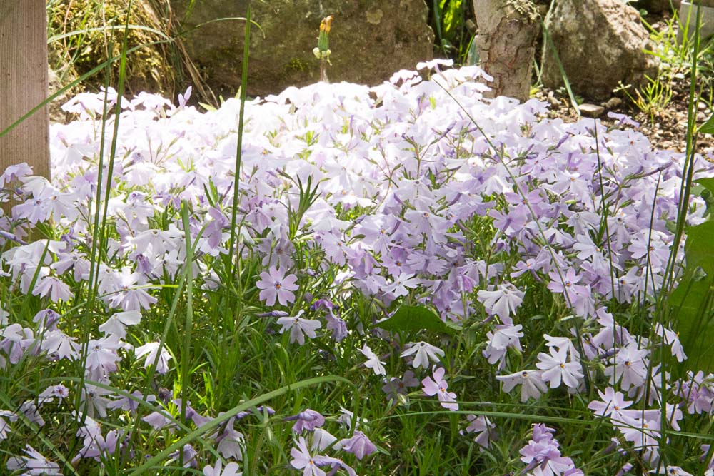 Frühling, überall blüht es im Garten