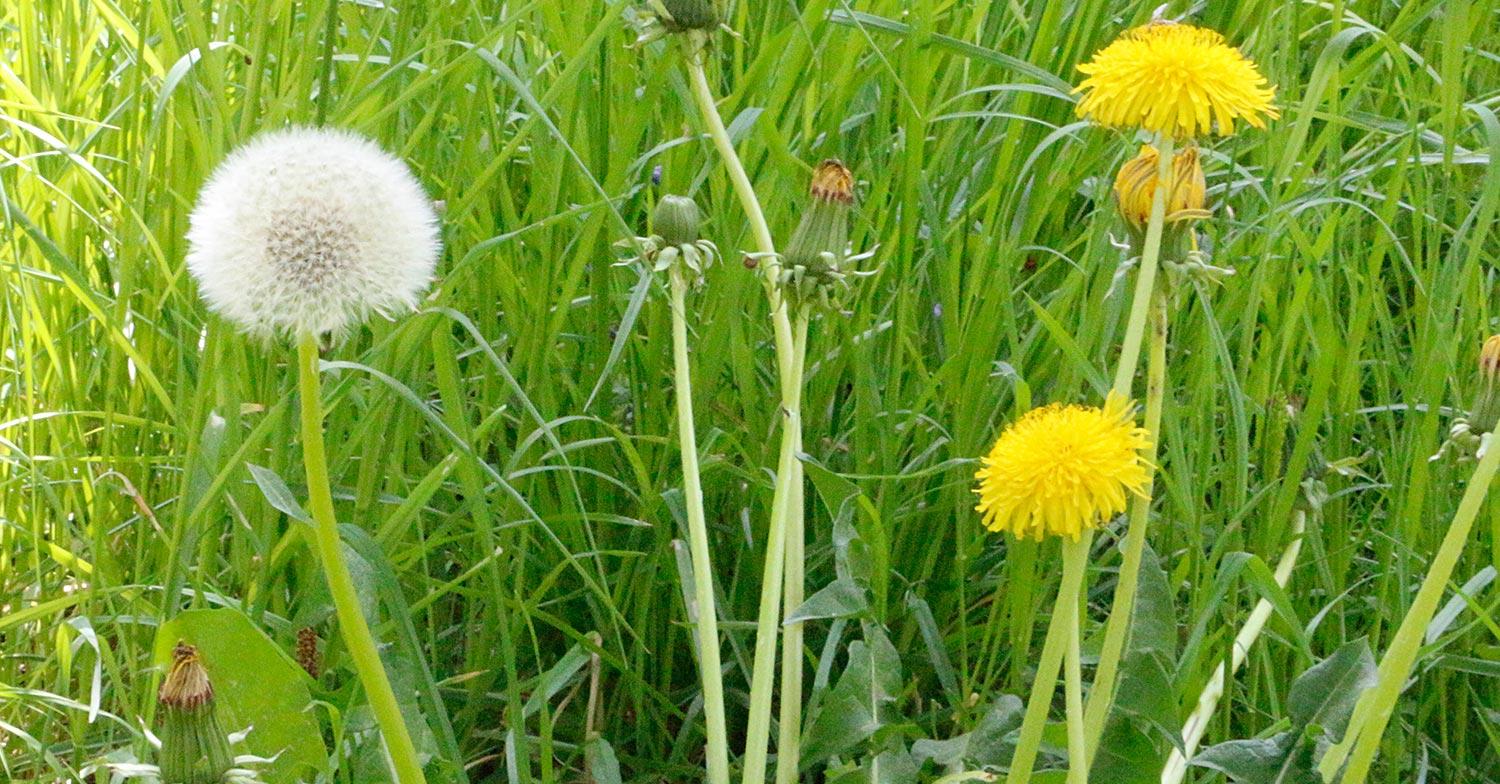 „Fünf Fragen am Fünften“ – vom Sommer, Cocktails und Kurs-Wünschen