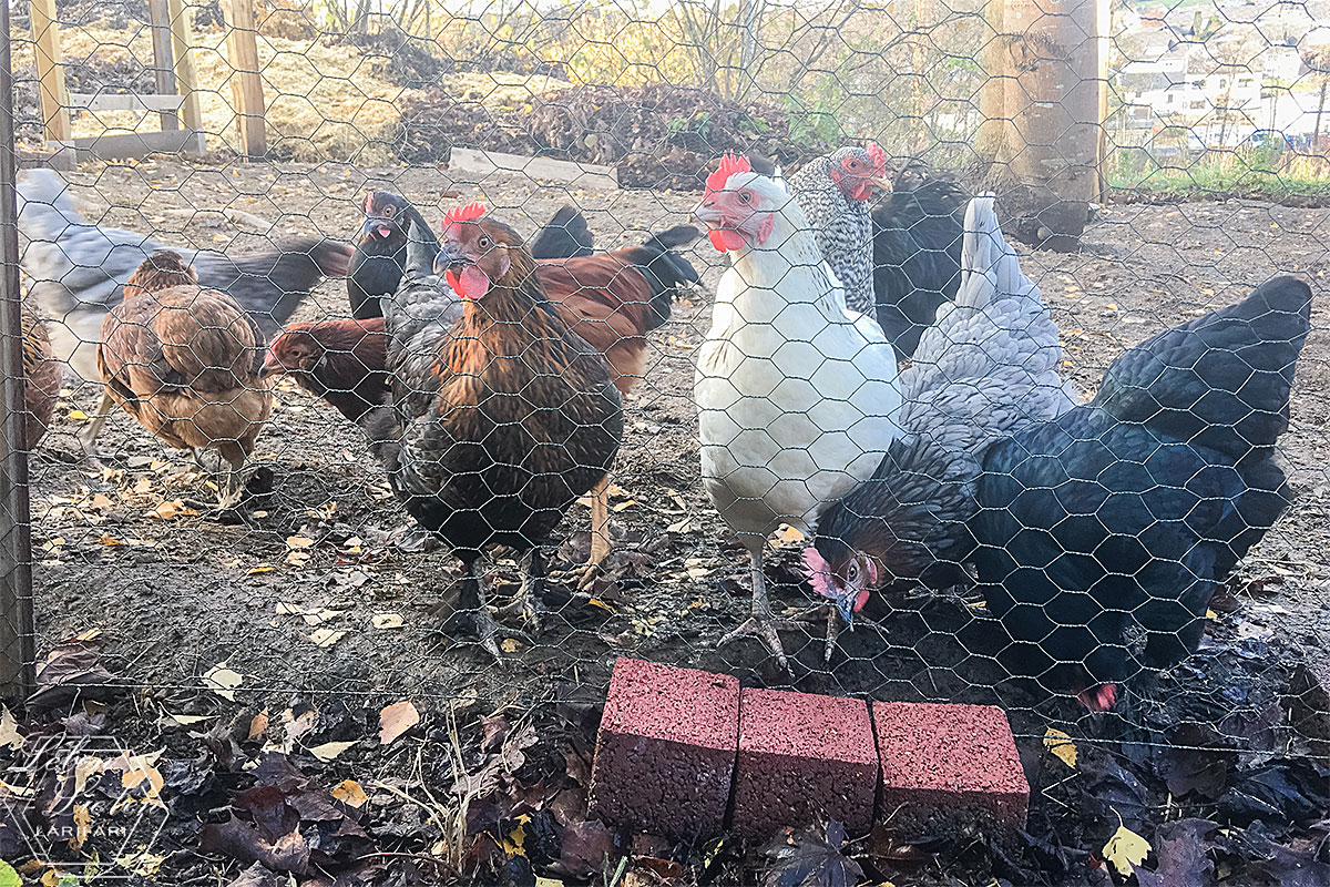 Die Hühner sind ausgebüchst!