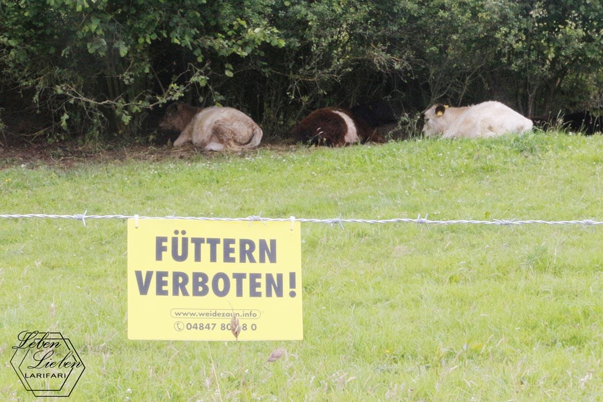 Kühe liegen auf der Weide im Schatten unter den Bäumen