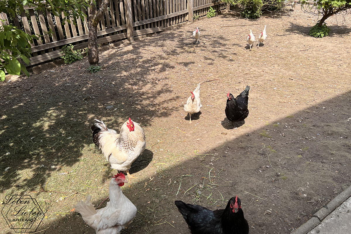 Hühner sind auf einem eingezäunten Grundstück zu sehen