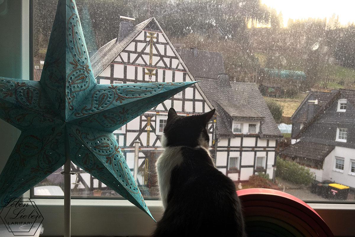 Katze sitzt auf der Fensterbank und schaut aus einem (schmutzigen) Fenster, daneben ist ein Stern