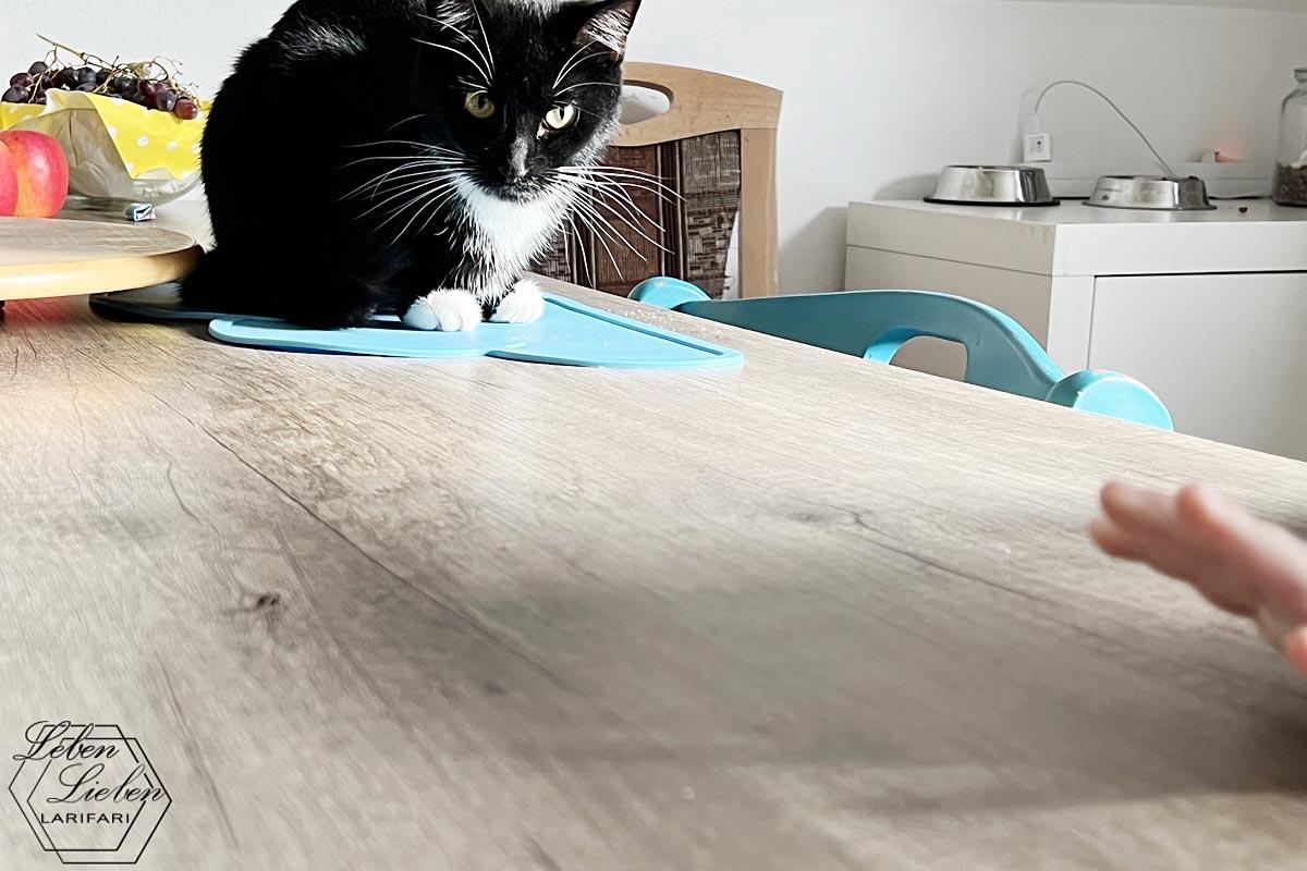 Eine schwarze Katze sitzt auf dem Tisch