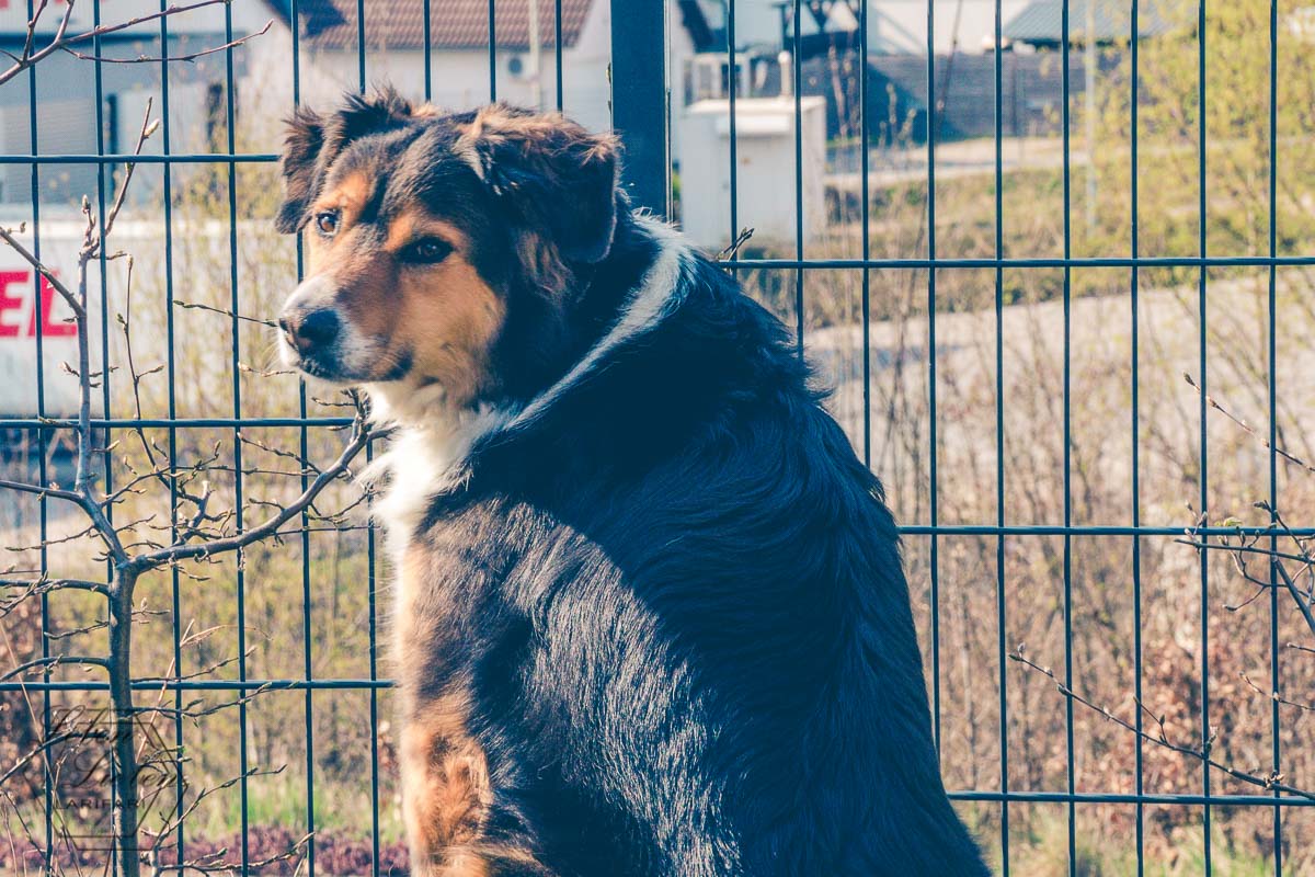 Ein Hund sitzt vor einem Zaun und schaut nach hinten