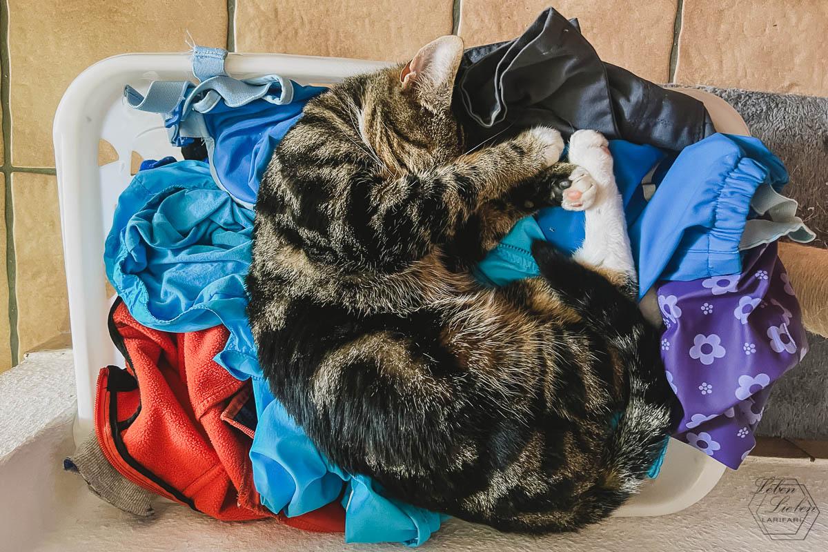 Eine Katze liegt im Wäschekorb mit frisch gewaschenen Jacken