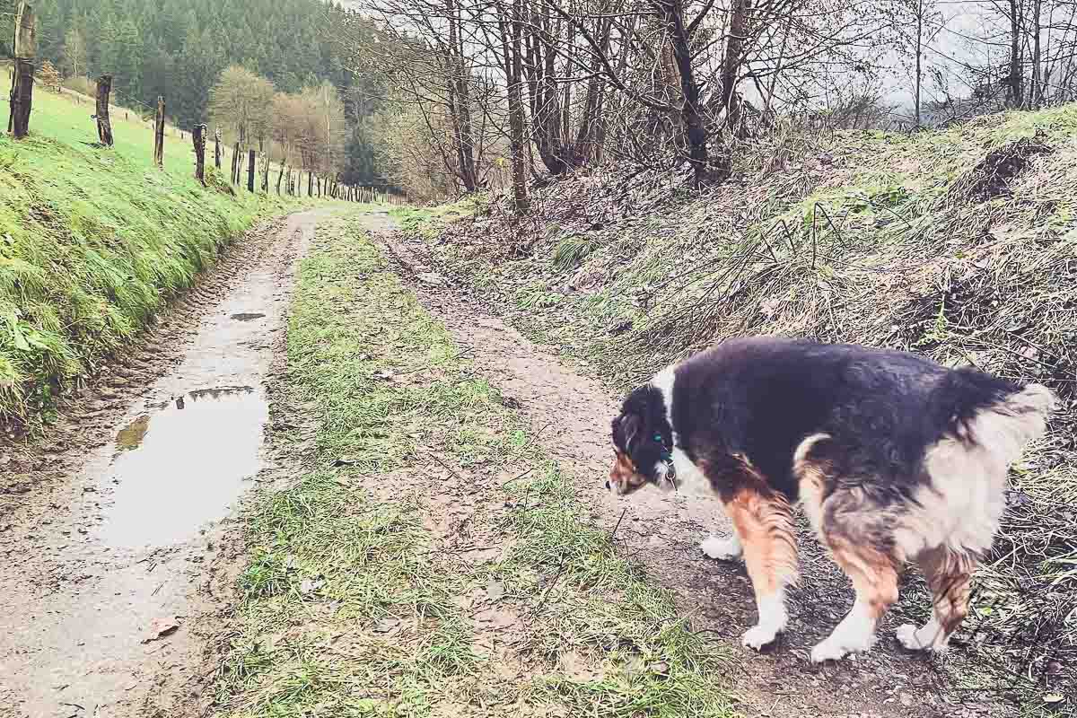 Hund läuft einen matschigen Feldweg entlang