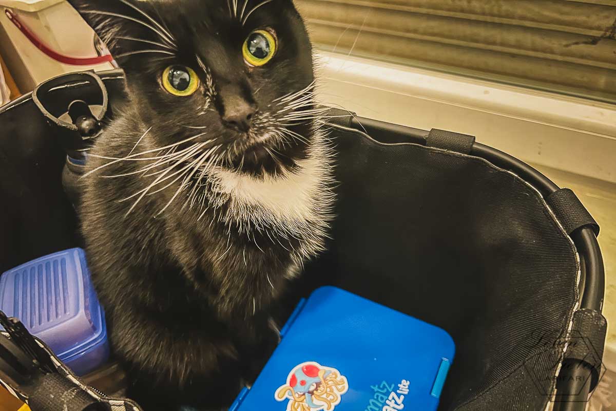 Schwarze Katze sitzt im Einkaufskorb neben einer Brotbox und guckt in die Kamera