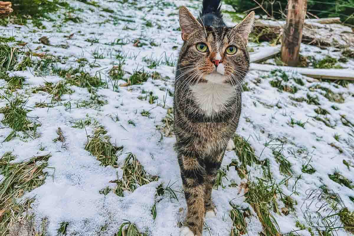 Eine Katze steht auf der leicht mit Schnee bedeckten Wiese und guckt vorwurfsvoll.